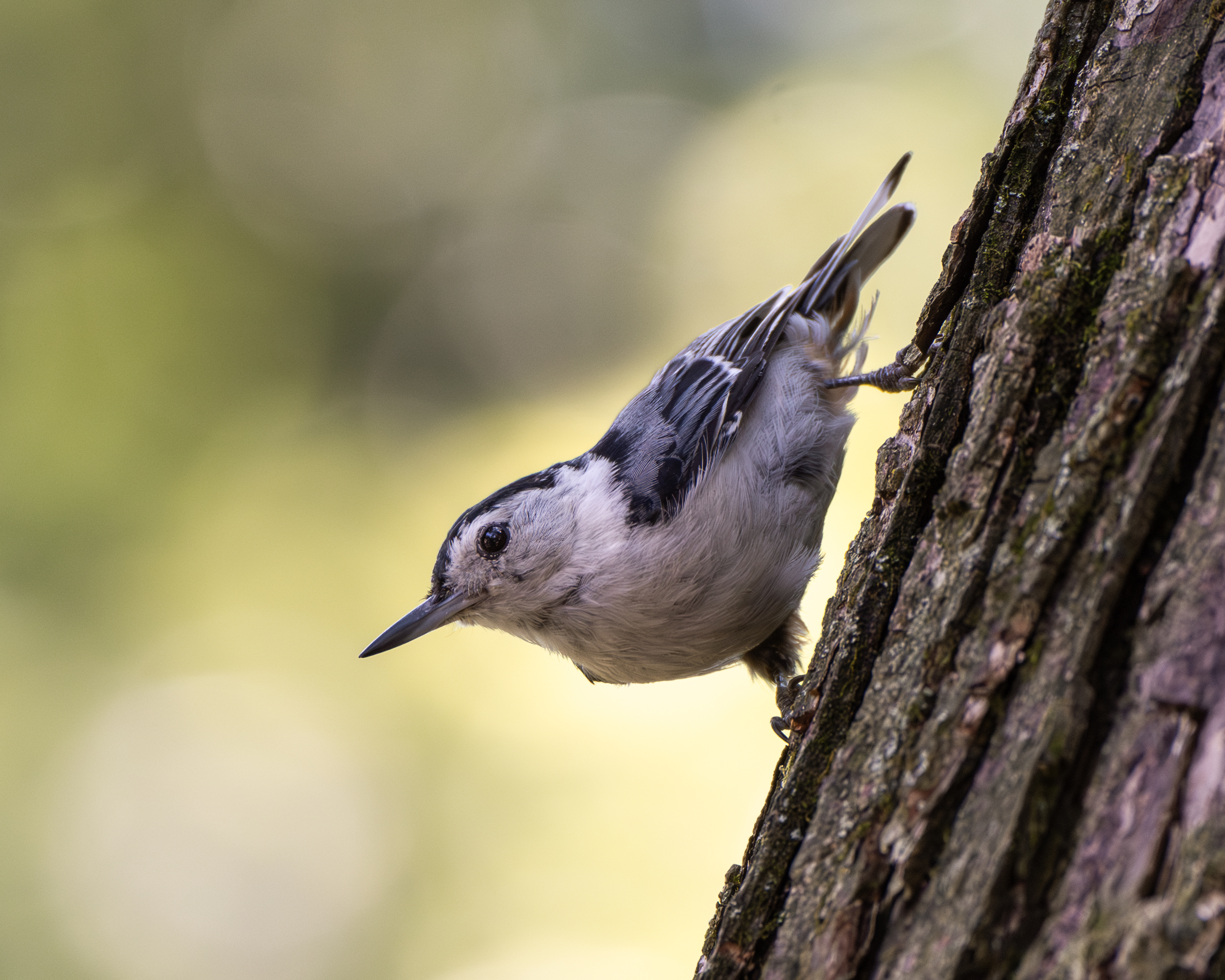 White brested Nuthatch upside-down on a tree trunk